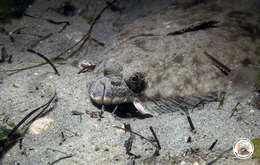 Image of Starry flounders