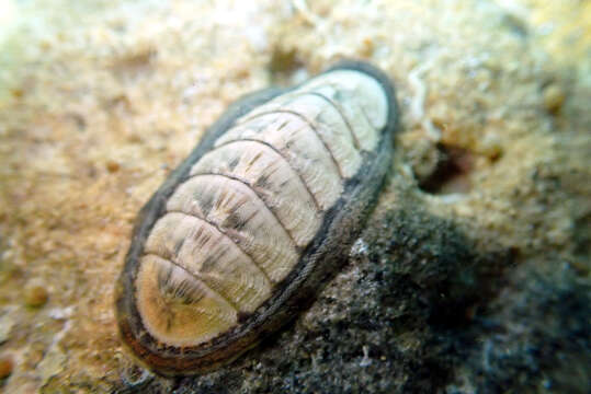 Imagem de Ischnochiton lineolatus (Blainville 1825)