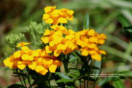 Image of sweetscented marigold