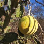 Cucurbita argyrosperma K. Koch resmi