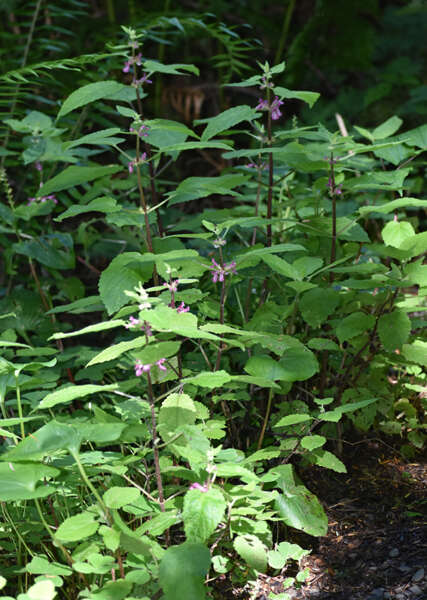 Imagem de Stachys mexicana Benth.