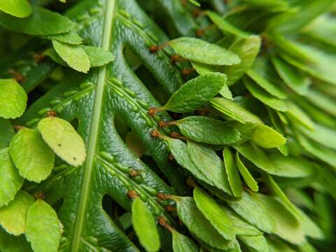 Image of Woodwardia prolifera Hook. & Arn.