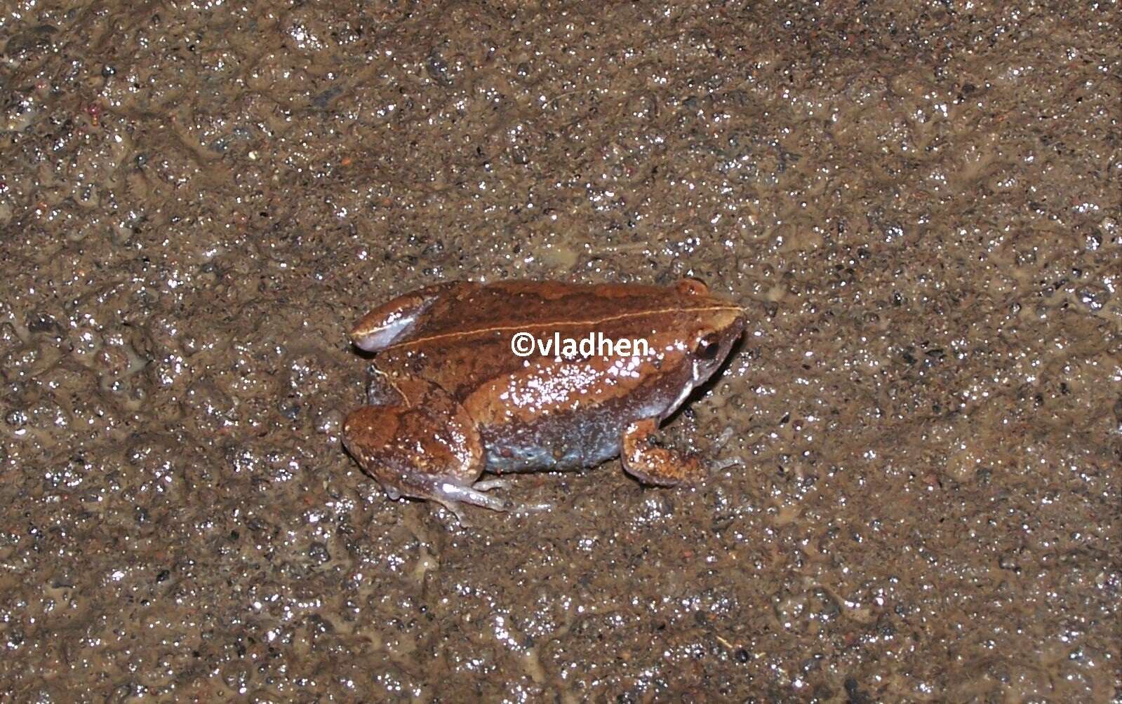 Image of Two-spaded Narrowmouth Toad