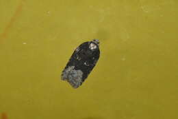 Acleris clarkei Obraztsov 1963的圖片