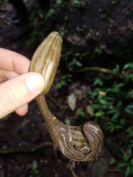 Image de Aristolochia tonduzii O. Schmidt