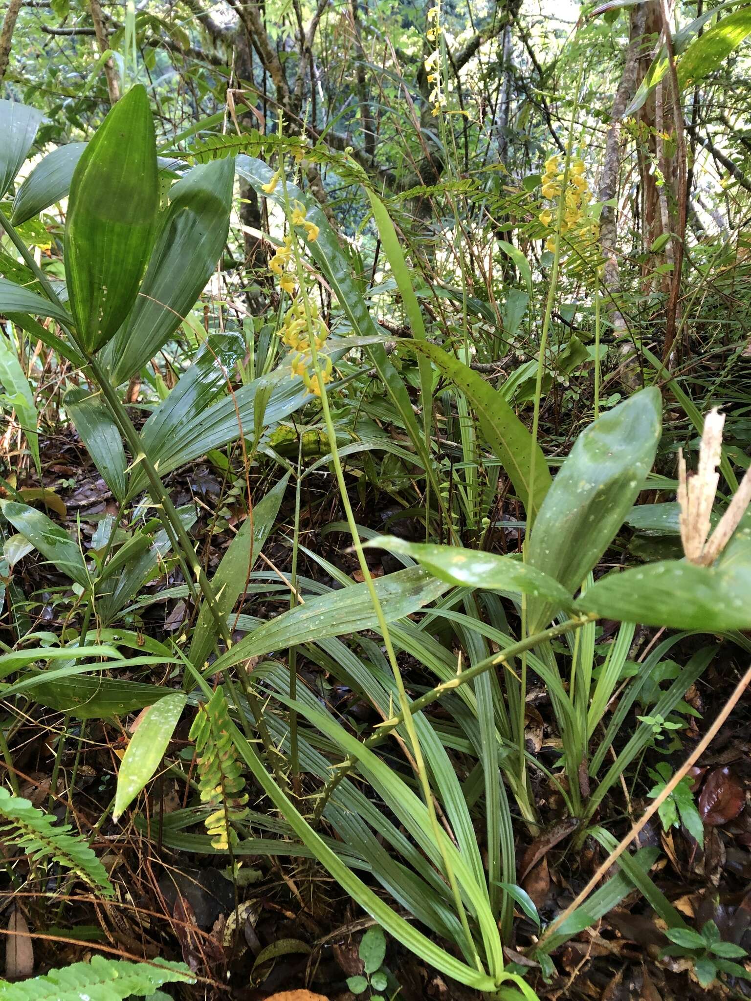 Image of Calanthe davidii Franch.