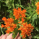 Image of Asclepias tuberosa var. tuberosa