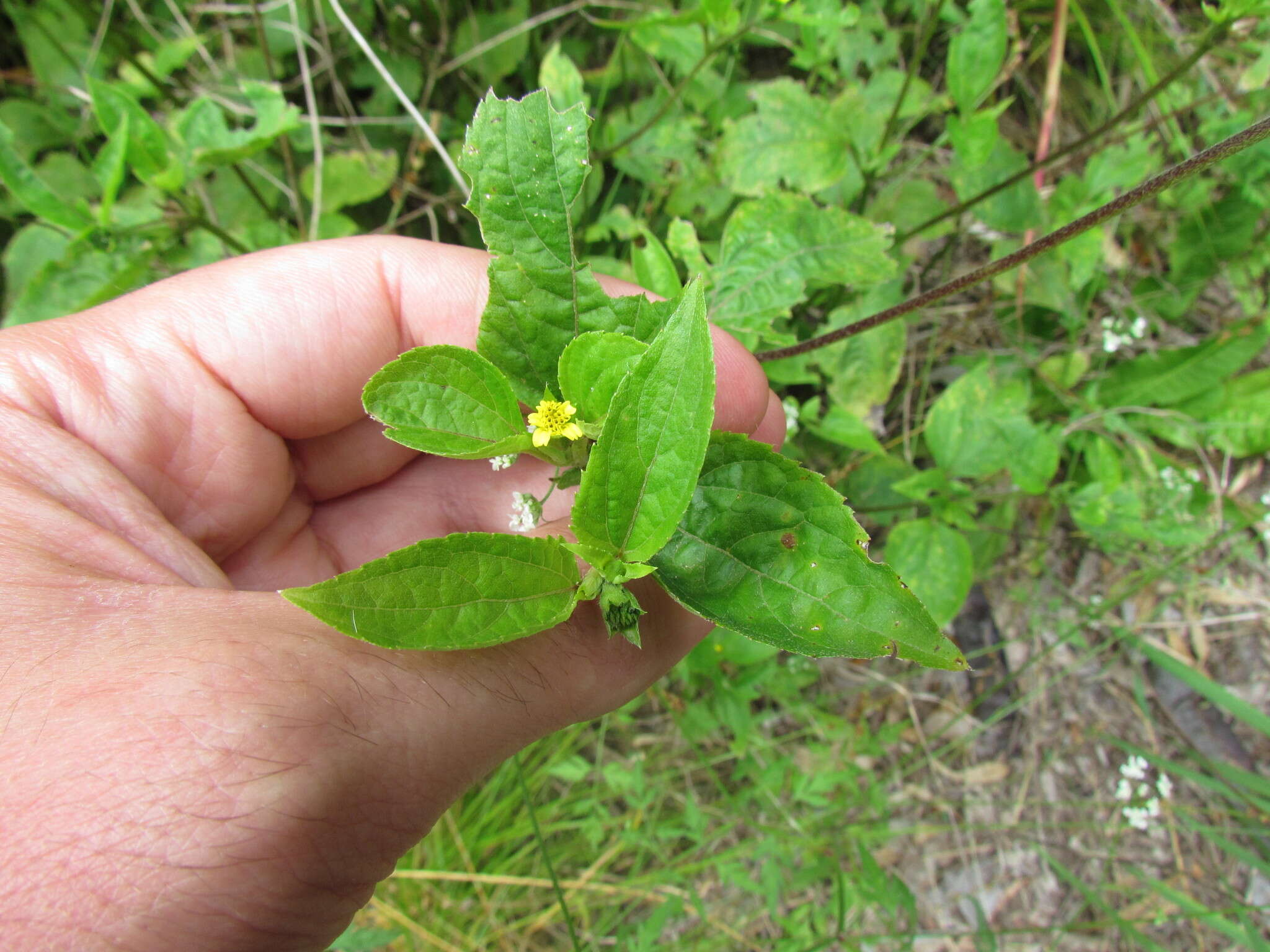 Calyptocarpus brasiliensis (Nees & Mart.) B. L. Turner resmi