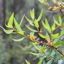 Plancia ëd Persoonia rufa L. A. S. Johnson & P. H. Weston