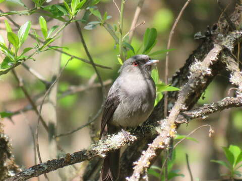 Image of Plumbeous Tyrant