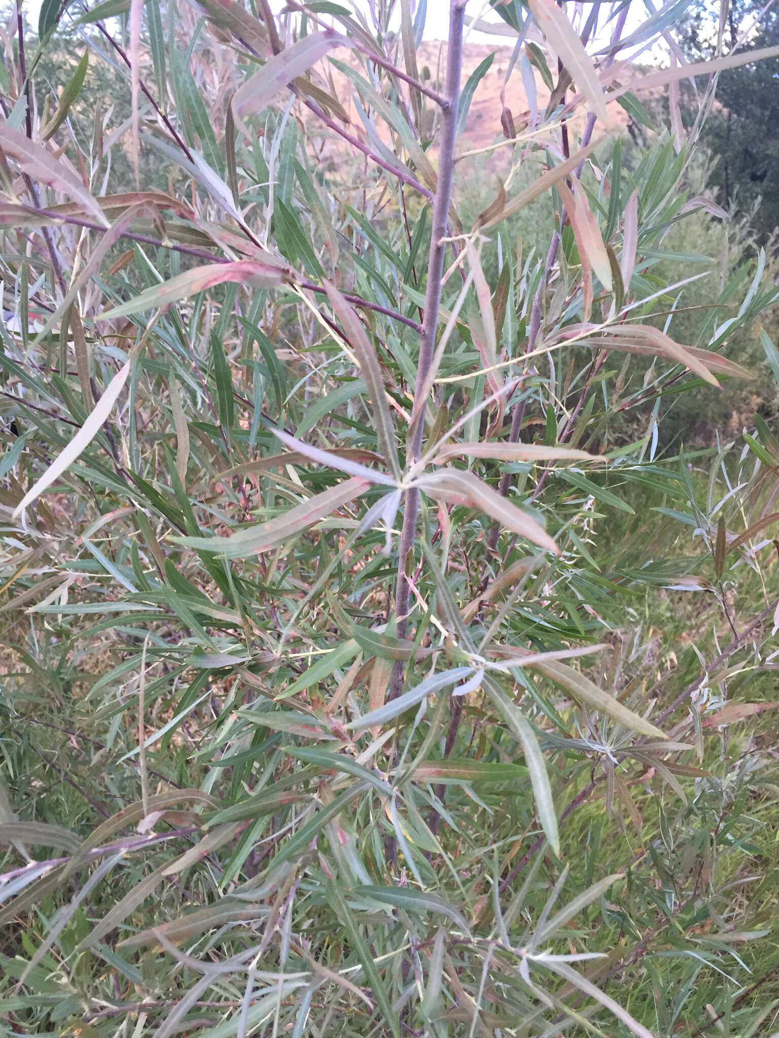 Image of narrowleaf willow