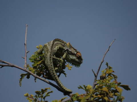 Image of Robertson Dwarf Chameleon