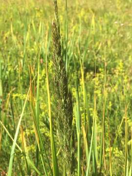 Imagem de Calamagrostis epigejos (L.) Roth