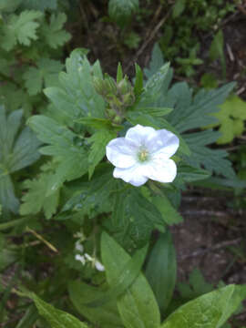 Imagem de Geranium richardsonii Fisch. & Trautv. ex Fisch., C. A. Mey. & Trautv.