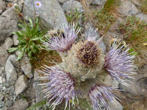 Слика од Cirsium clavatum var. osterhoutii (Rydb.) D. J. Keil