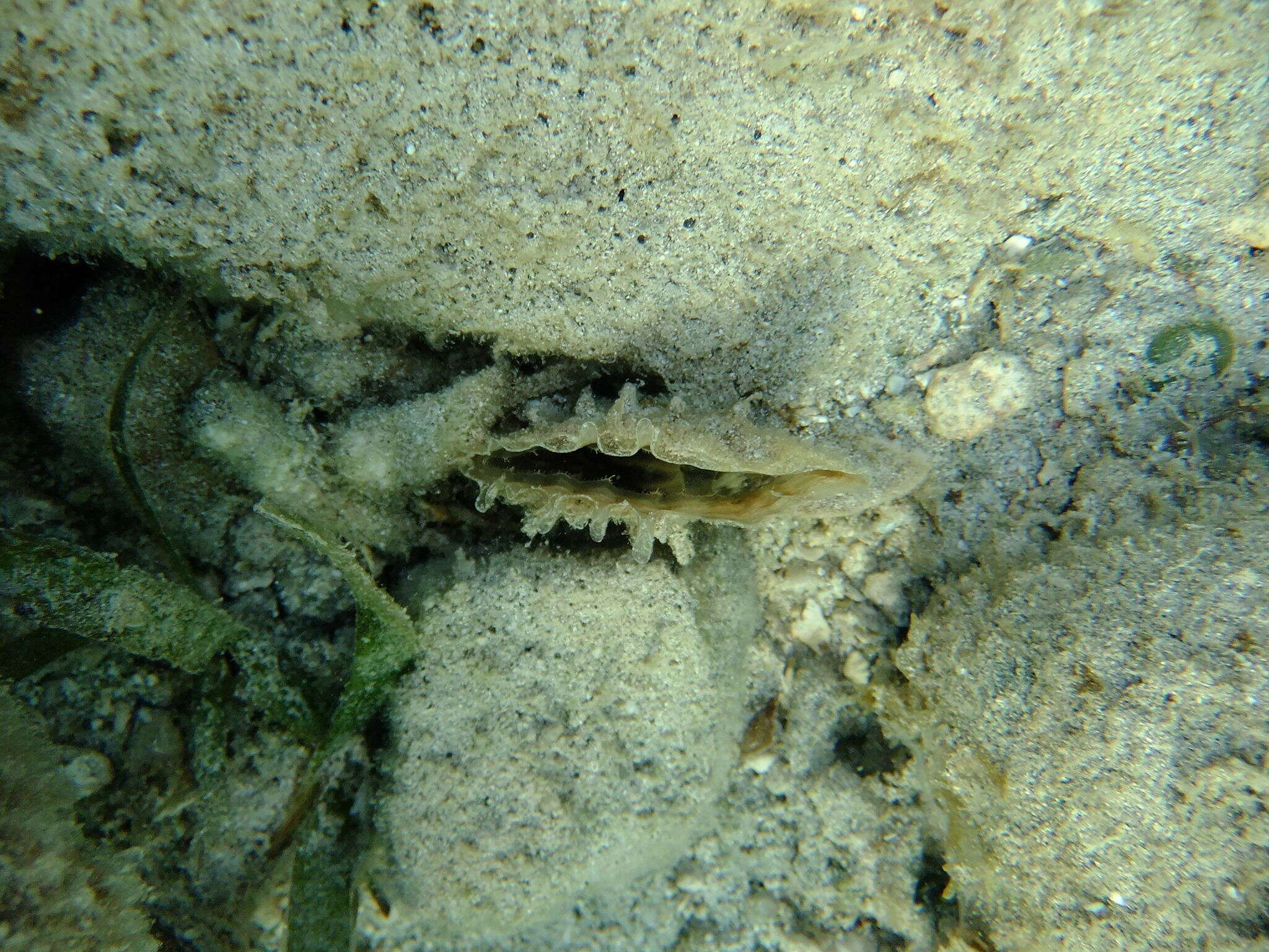 Image of amber pen shell