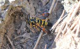 Image of Yellowlegged Clearwing Moth