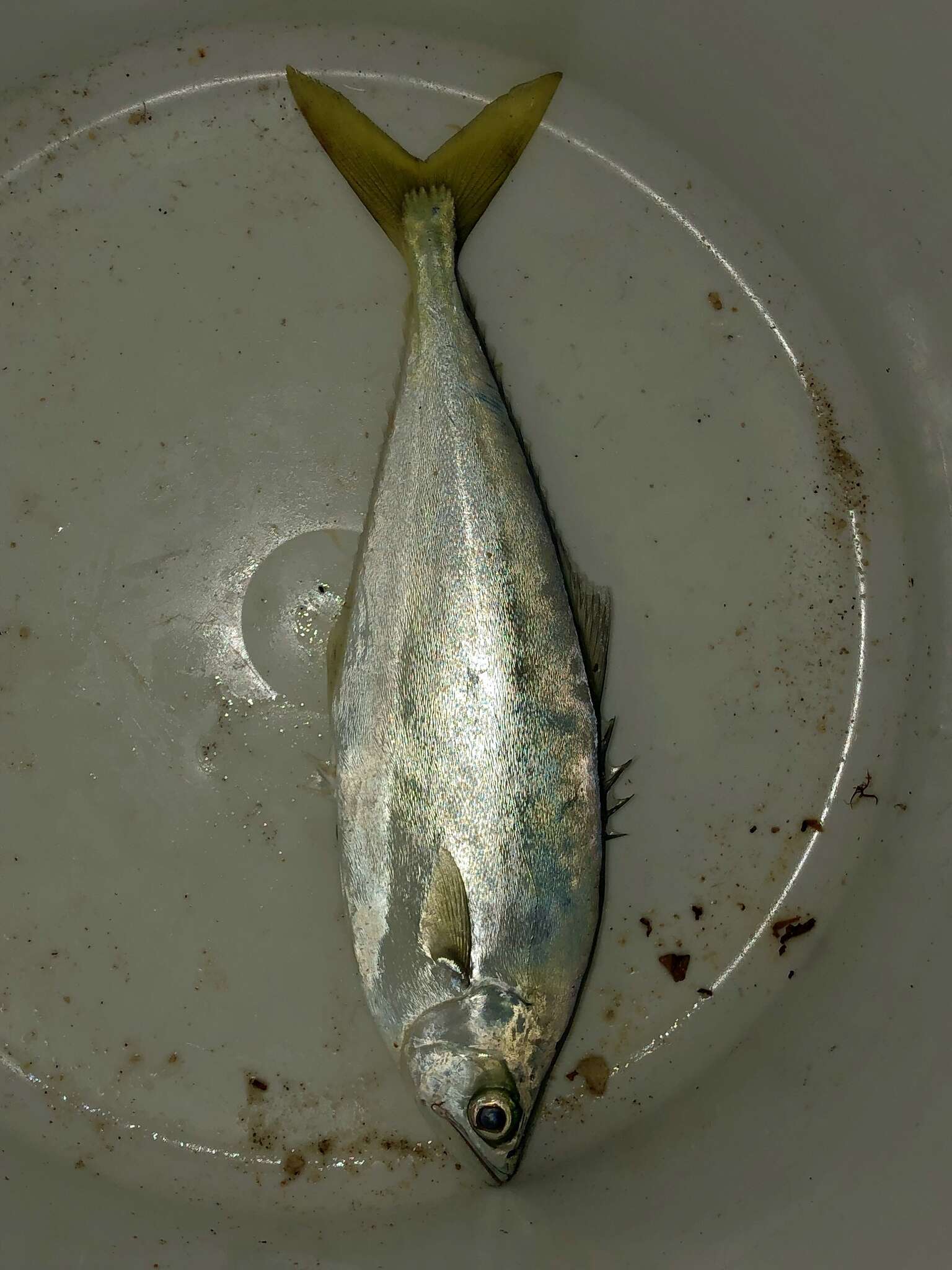 Image of Leatherjacket fish