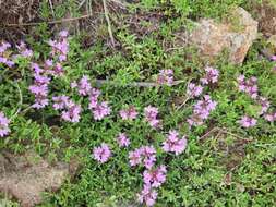 Image of Thymus bashkiriensis Klokov & Des.-Shost.