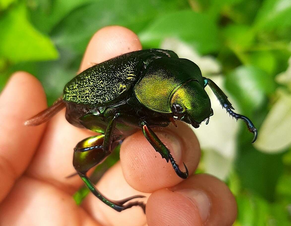 Imagem de Chrysophora chrysochlora (Latreille 1812)