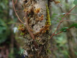 Image of Luzuriaga polyphylla (Hook. fil.) J. F. Macbr.