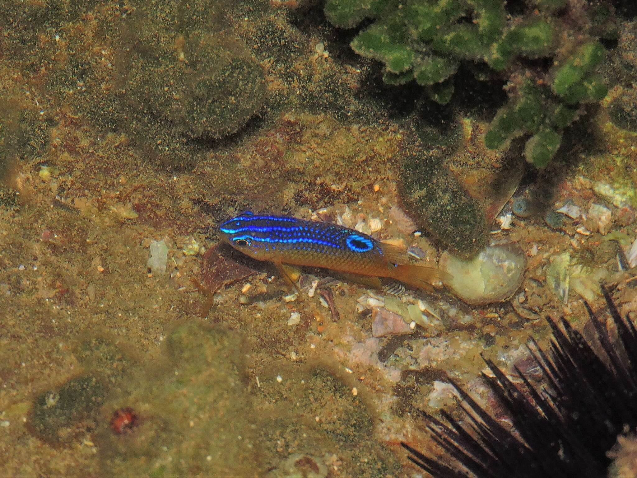 Sivun Stegastes variabilis (Castelnau 1855) kuva