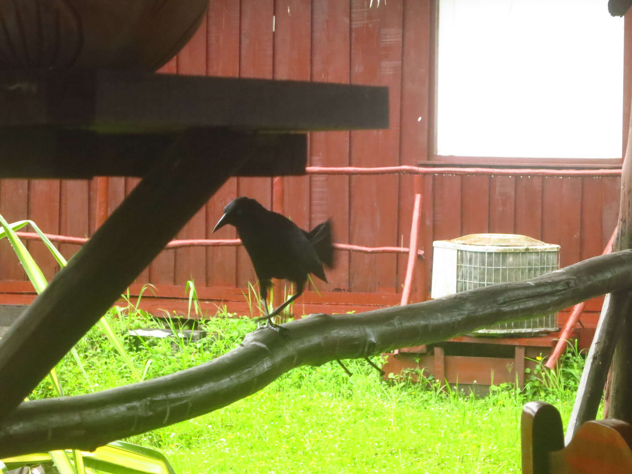 Image of Greater Antillean Grackle