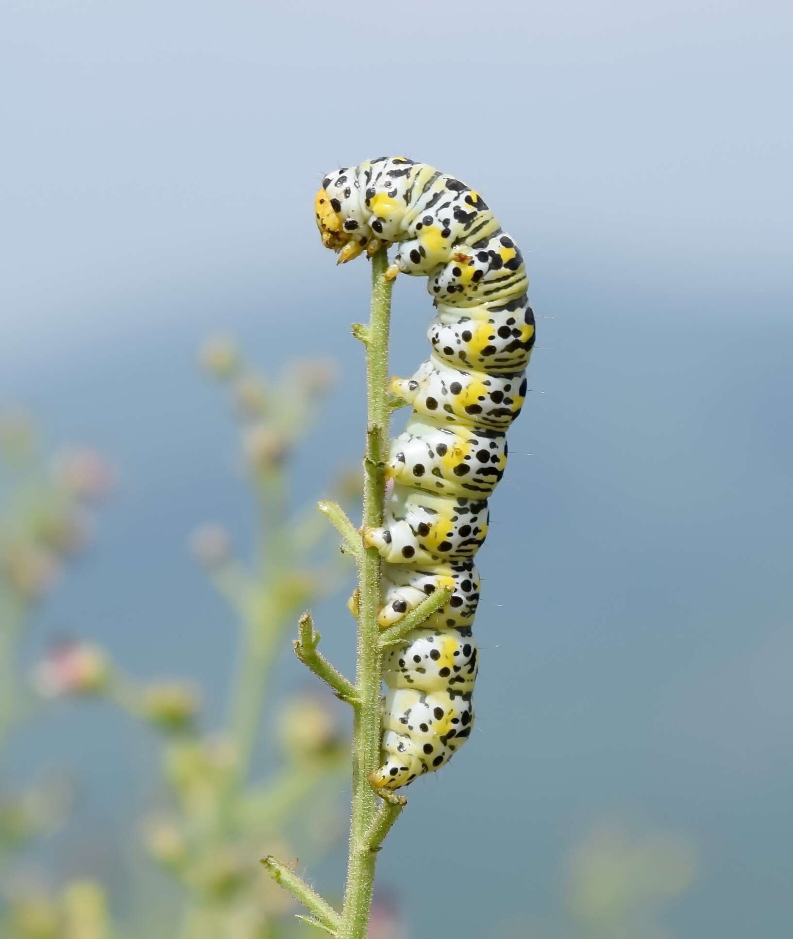 Image of Cucullia blattariae Esper 1790