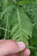 Achillea distans Waldst. & Kit. ex Willd.的圖片