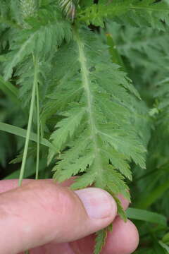 Image of Alps yarrow