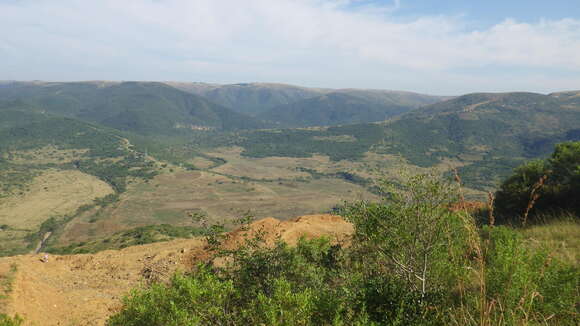 Image of Drakensberg Cycad