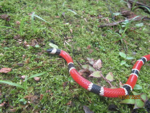 Image of Painted Coral Snake