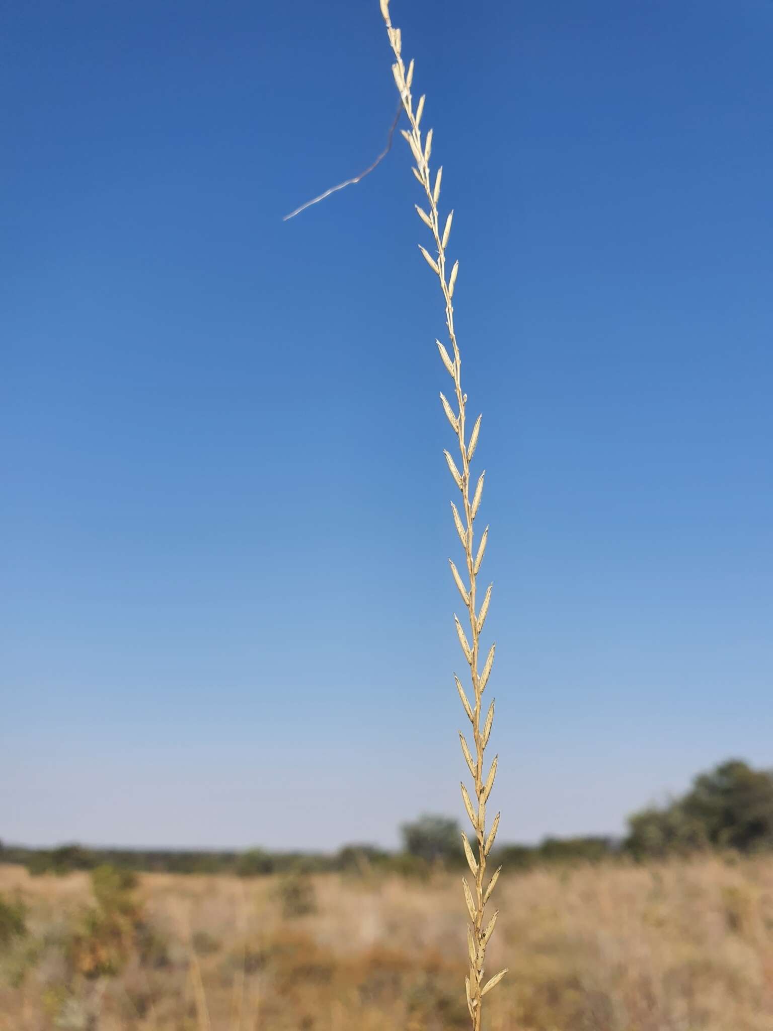 Image de Trachypogon spicatus (L. fil.) Kuntze