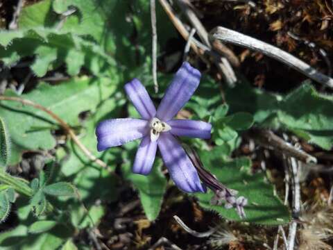 Image of crown brodiaea