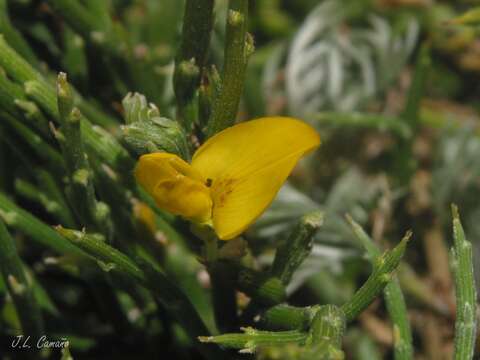 Image of Genista sanabrensis Valdes Brem. et al.