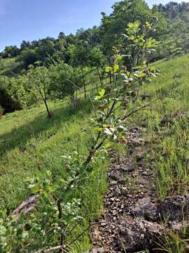 Image de Rhus aromatica var. serotina (Greene) Rehd.