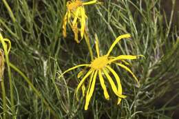 Image of Clanwilliam daisy