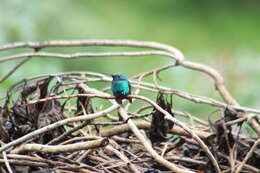 Image of Colibri coruscans coruscans (Gould 1846)