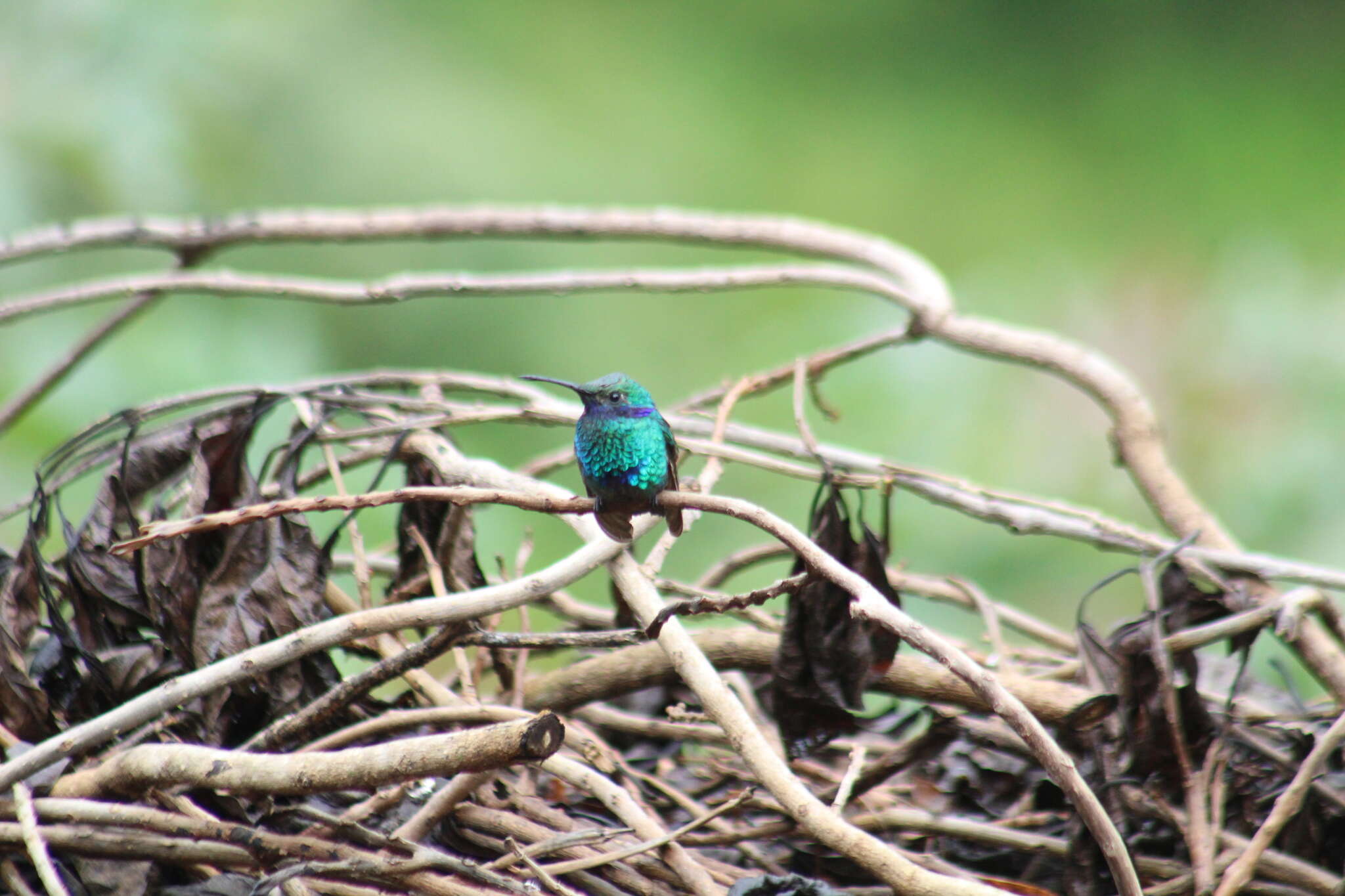 Colibri coruscans coruscans (Gould 1846) resmi