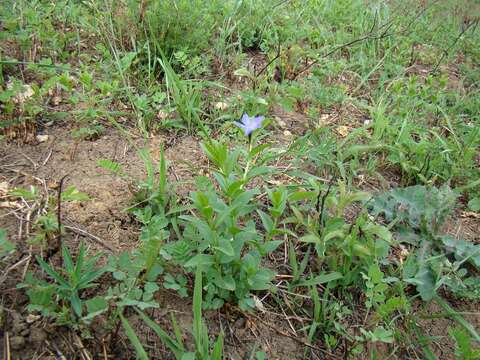 Image of herbaceous periwinkle