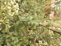 Image of Baccharis racemosa (Ruiz & Pav.) DC.