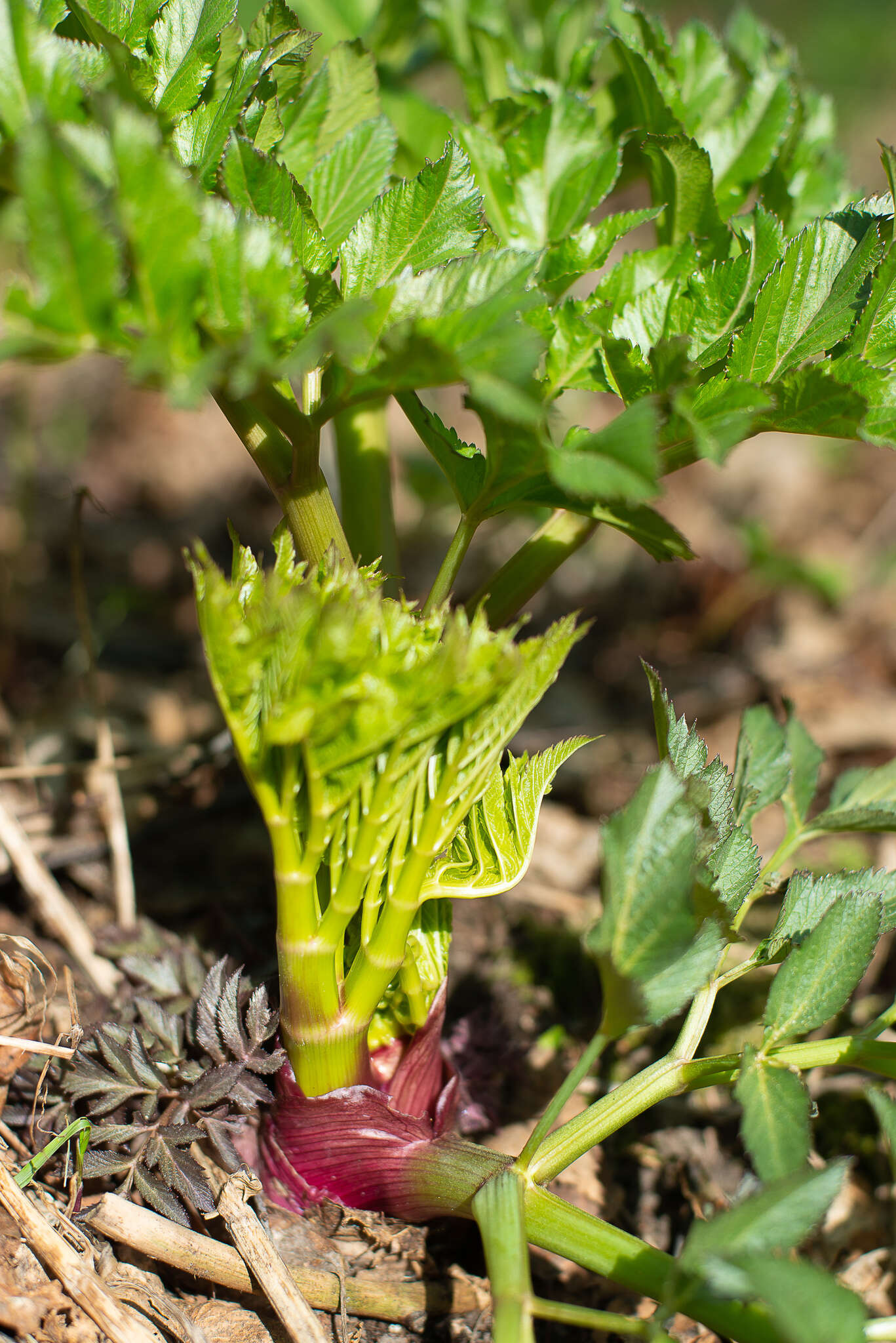 Angelica decurrens (Ledeb.) B. Fedtsch. resmi