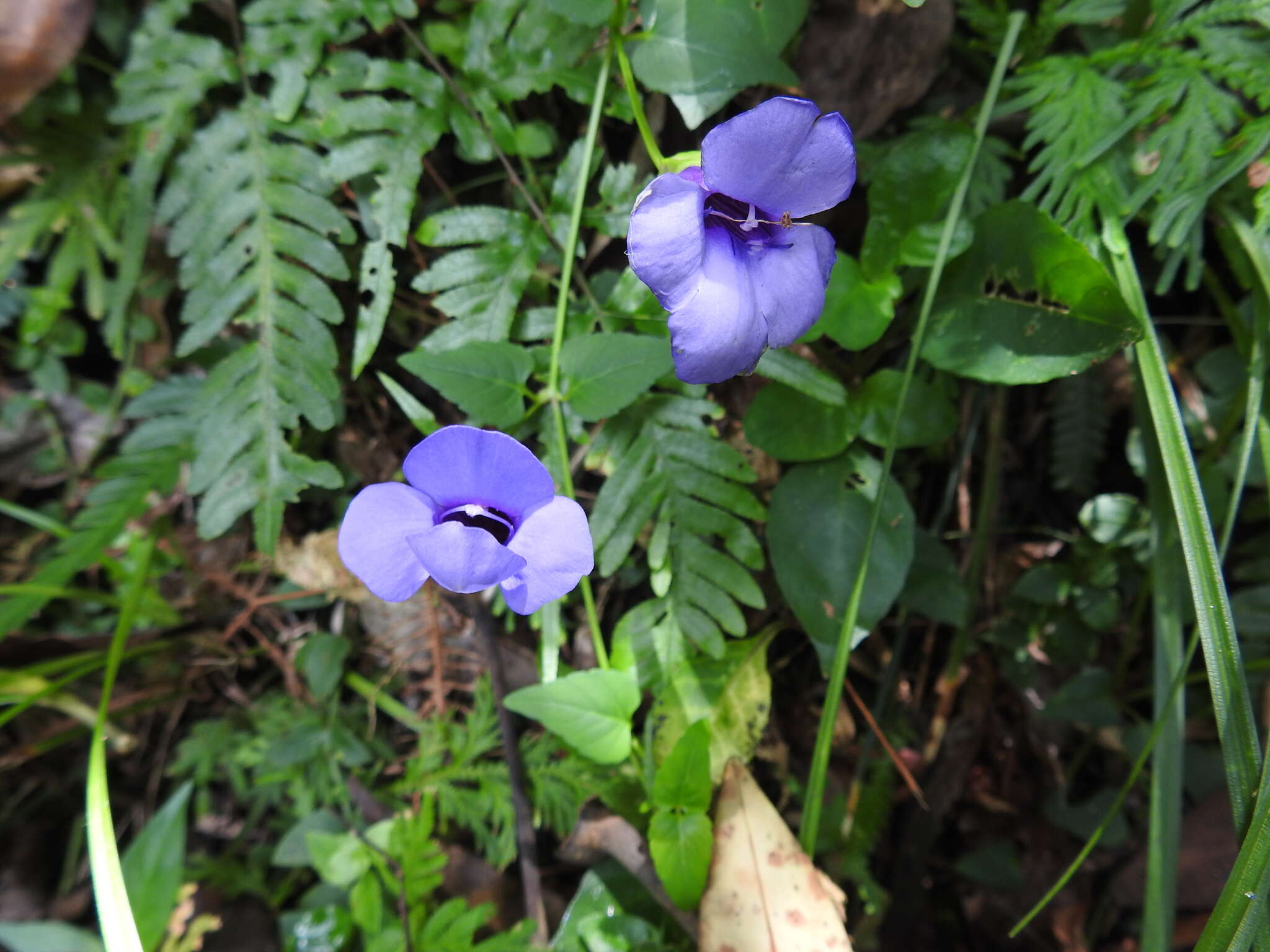 Image of Spotless Violet Torenia