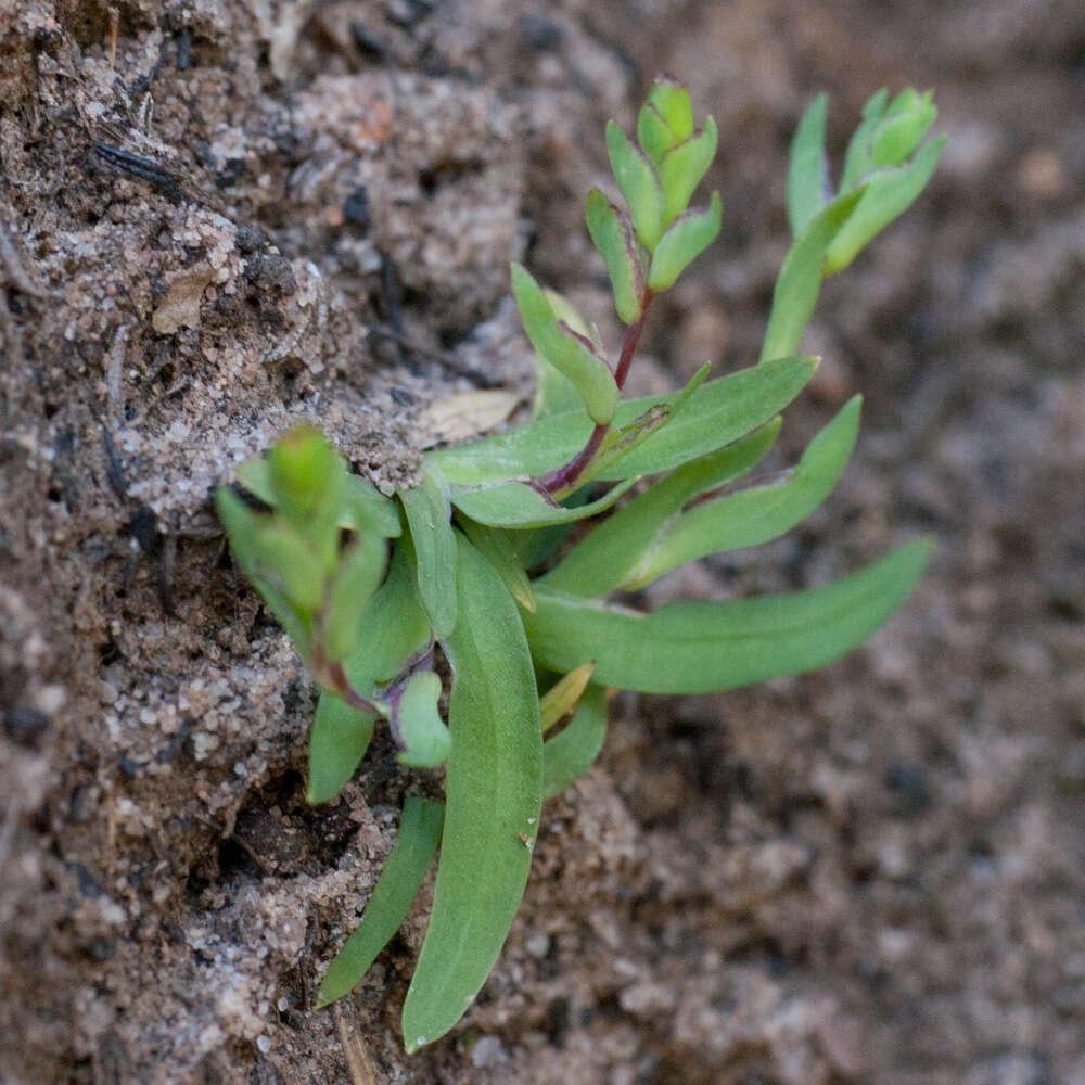 Image of Geissorhiza bolusii Baker