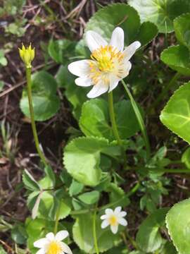 Image de Caltha leptosepala subsp. howellii (Huth) P. G. Sm.