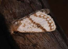 Image of Epicoma derbyana Strand 1929