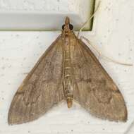 Image of <i>Anania mysippusalis</i>