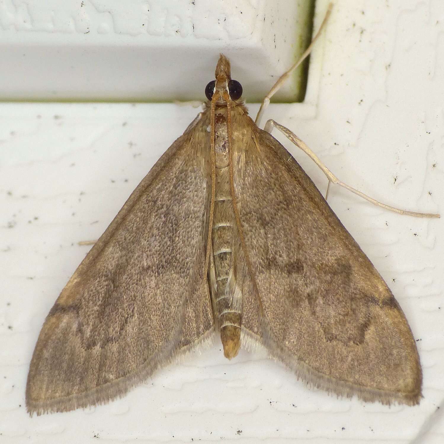 Image of <i>Anania mysippusalis</i>