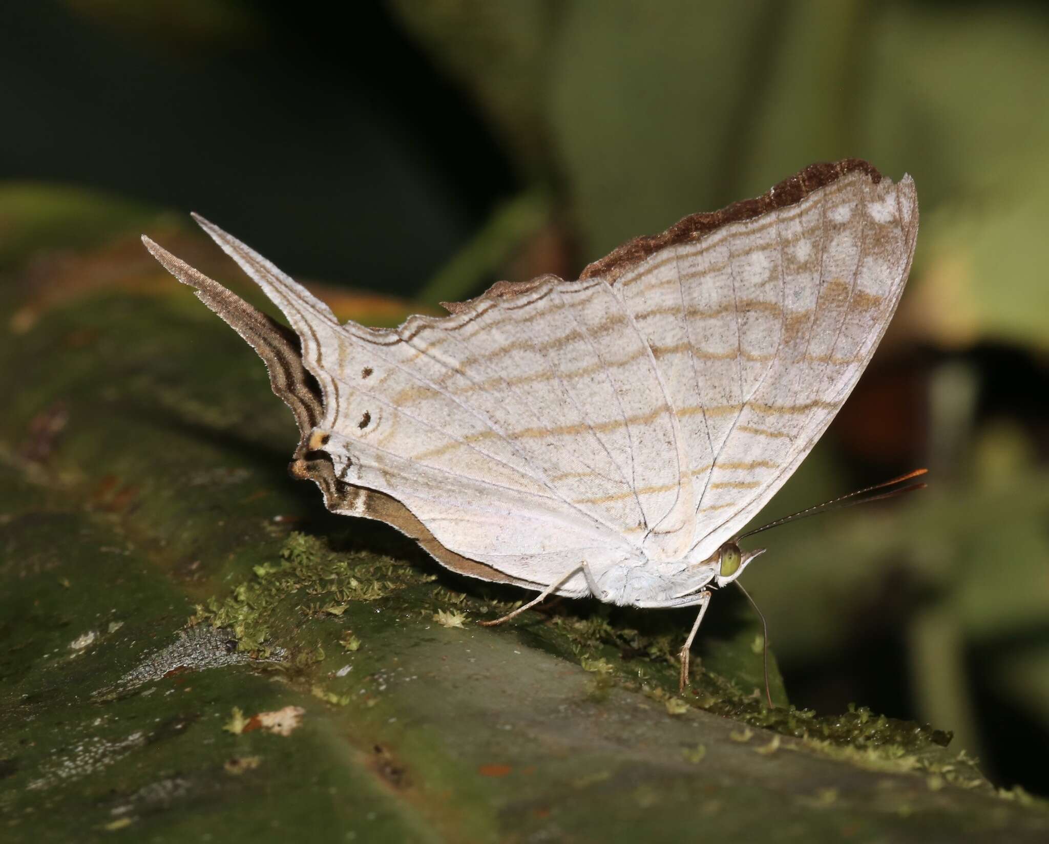 Image of Dappled Daggerwing