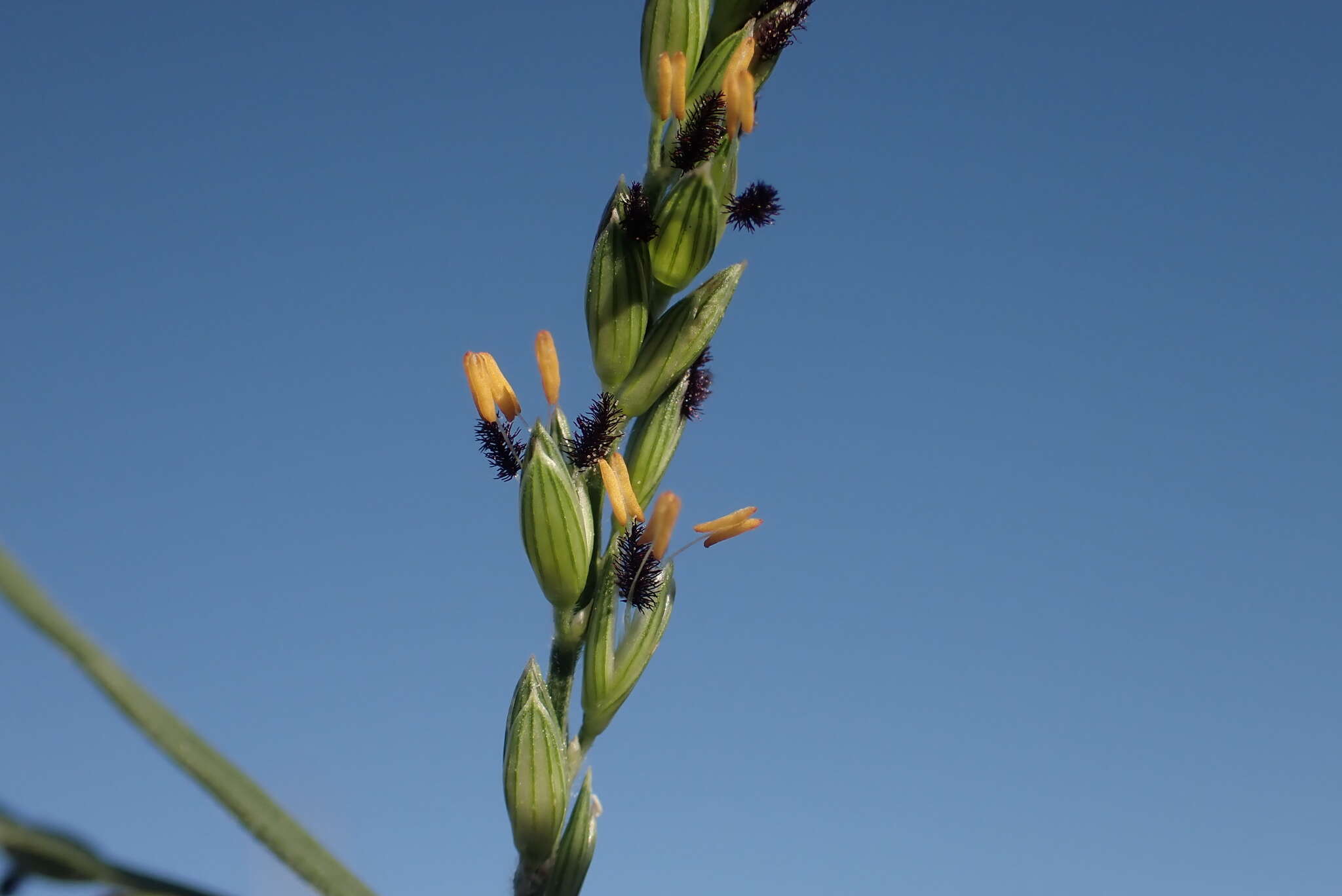 Image of Thurston grass